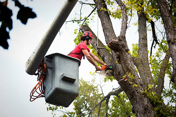 Best Tree Root Removal  in Bellevue, ID